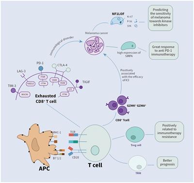 Advancing immunotherapy for melanoma: the critical role of single-cell analysis in identifying predictive biomarkers